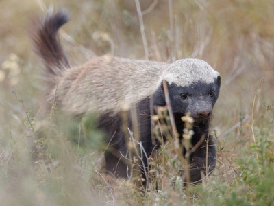 Honey badger