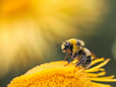 Honey Bee
