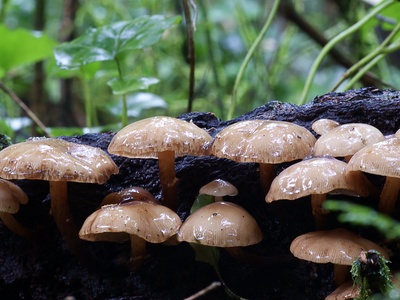 Honey Mushroom