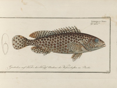 Honeycomb grouper