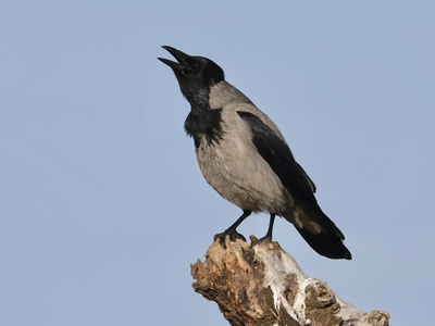 Hooded Crow