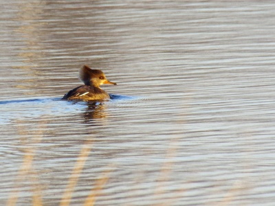 Hooded Grebe