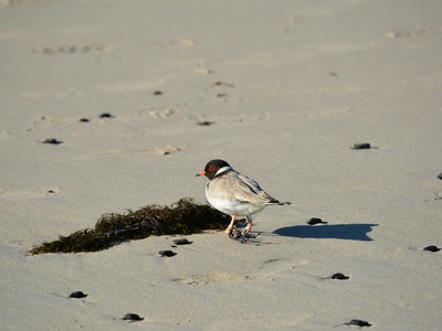 Hooded Plover