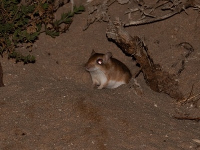 Hoogstraal's Gerbil