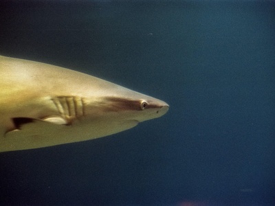 Horn Shark