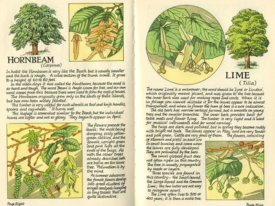 Hornbeam