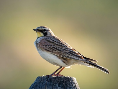 Horned Lark