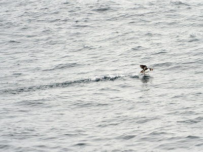 Horned Puffin