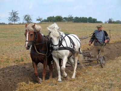 Horse