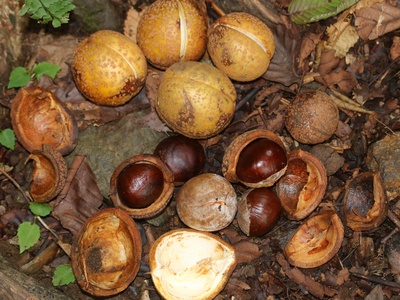 Horse chestnut