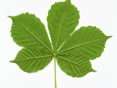 Horse‑chestnut