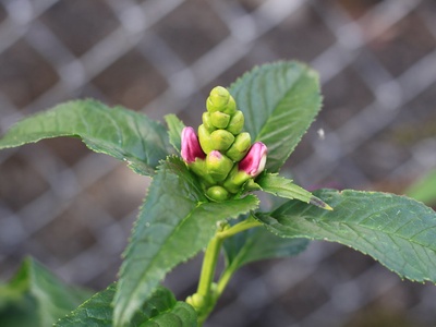 Hot Lips Plant