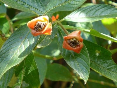 Hot Lips Plant