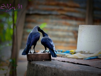 House crow