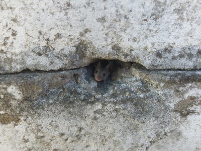 House mouse