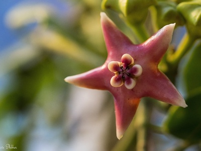 Hoya