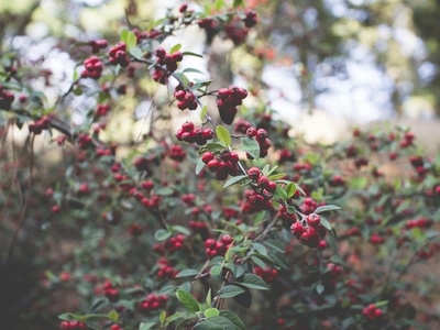 Huckleberry