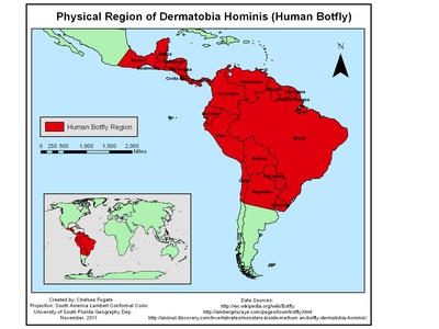 Human Botfly