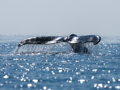 Humpback whale