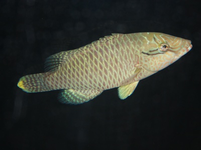 Humphead wrasse