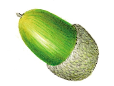 Hungarian oak