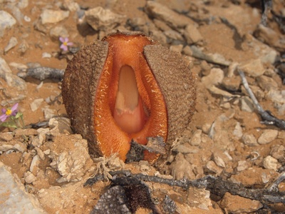 Hydnora