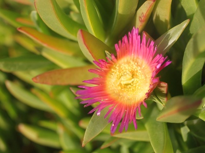 Ice plant