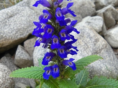 Immaculate Skullcap