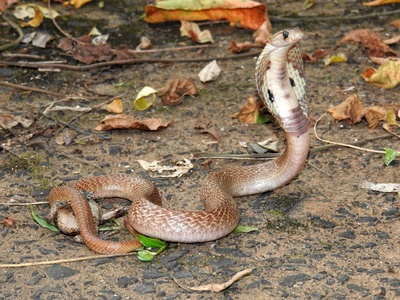 Indian Cobra