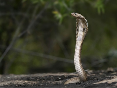 Indian Cobra