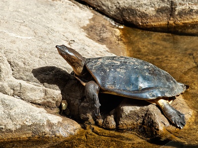 Indian Flapshell Turtle