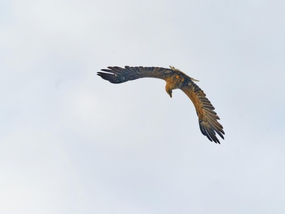 Indian Flying Fox