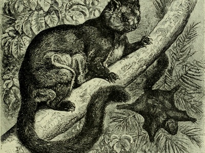 Indian Flying Squirrel