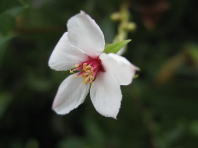 Indian Hawthorn