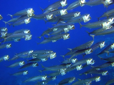 Indian mackerel