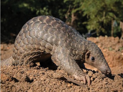 Indian Pangolin