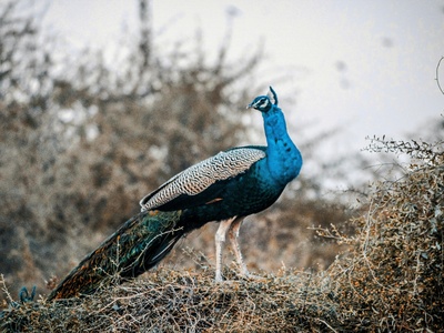 Indian Peafowl