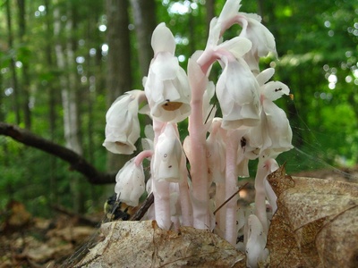 Indian pipe