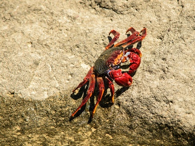 Indian Red Scorpion