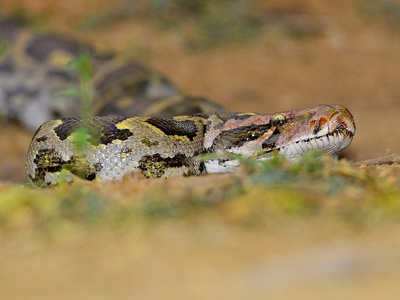 Indian Rock Python