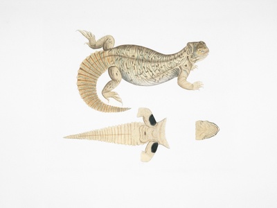 Indian Spiny-tailed Lizard