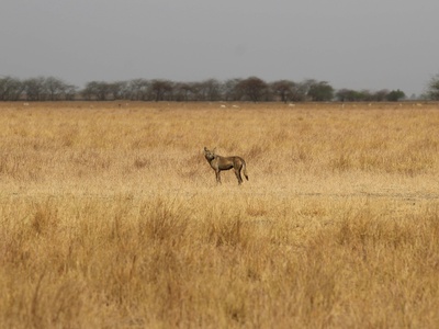 Indian Wolf