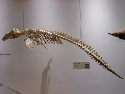 Indo-Pacific finless porpoise