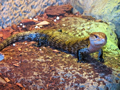 Indonesian Blue-tongued Skink