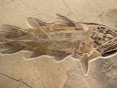 Indonesian Coelacanth