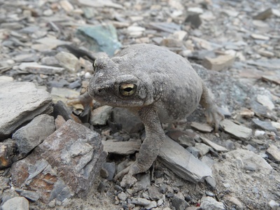 Indus Valley Toad