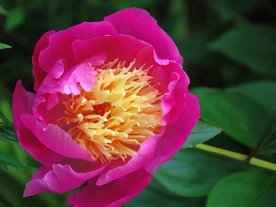 Intermediate Peony