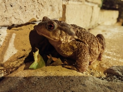 Iranian Earless Toad