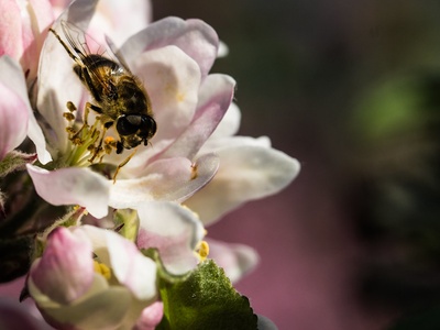 Irish Black Bee