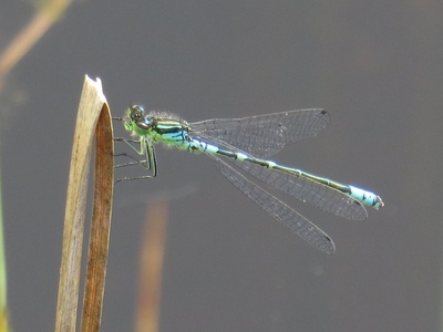 Irish Damselfly